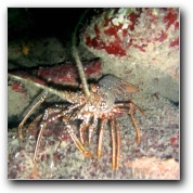 [Click to enlarge image]