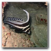 [Click to enlarge image]