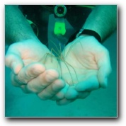 [Click to enlarge image]