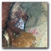 [Click to enlarge image]