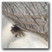 [Click to enlarge image]