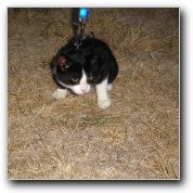 [Click to enlarge image]